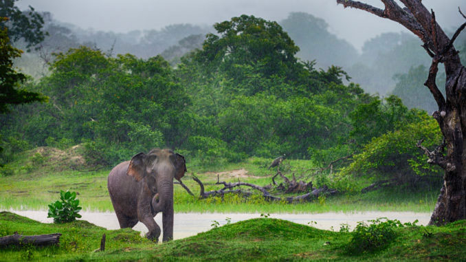 Gal-Oya-Sri-Lanka-Taprobane