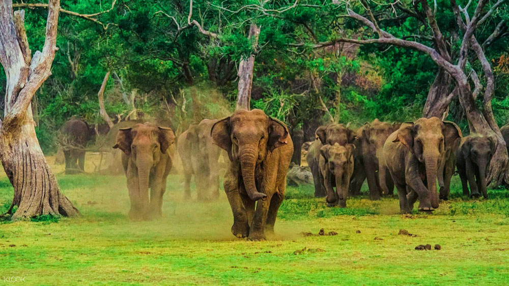 Gal-Oya-Sri-Lanka-Taprobane