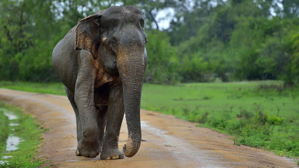Habarana-Sri-Lanka-Taprobane