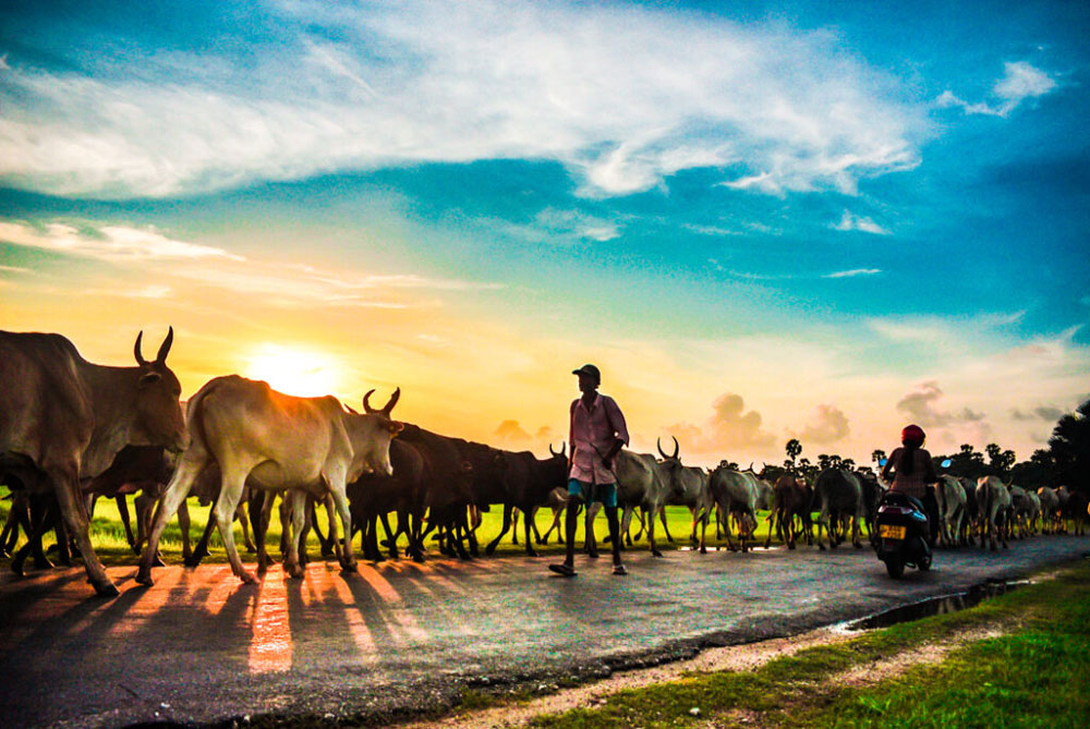Jaffna-Sri-Lanka-Taprobane