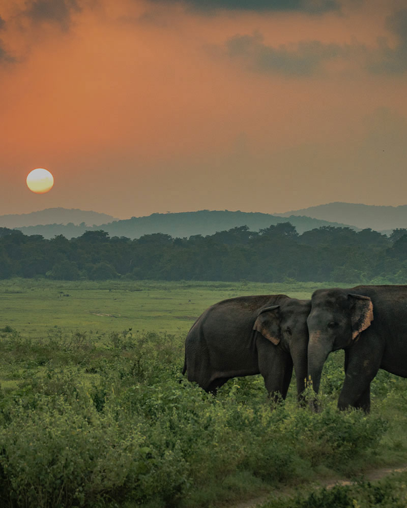 Minneriya-Sri-Lanka-Taprobane