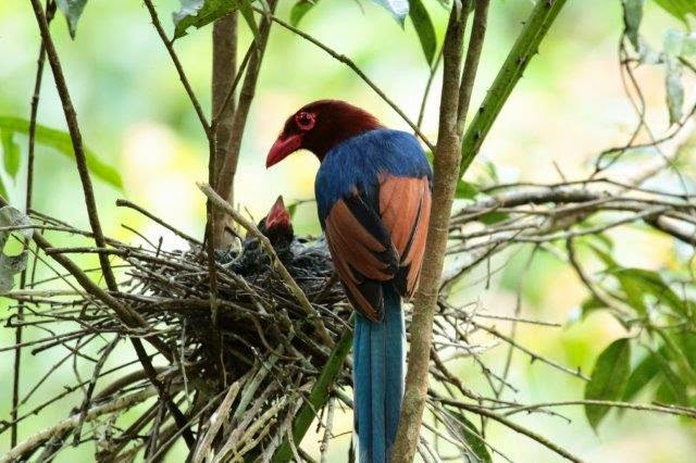 Sri Lankan Blue Magpie in Sinharaja