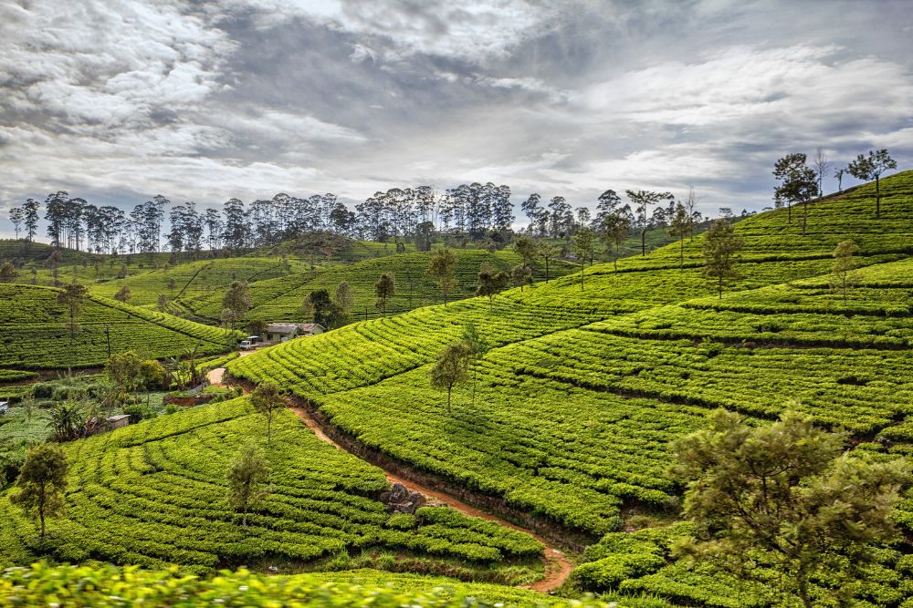 Tea Country and Waterfalls taprobaneleisure - 1