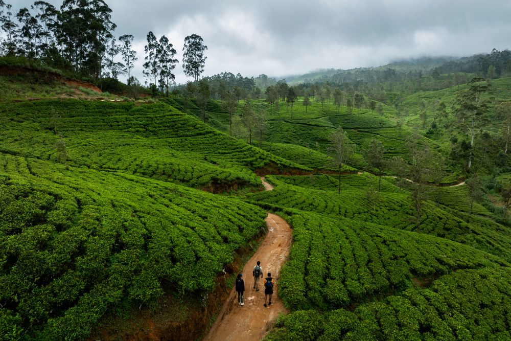 Tea Country and Waterfalls taprobaneleisure - 3