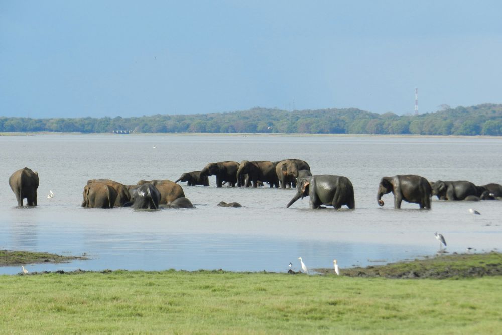 Wildlife and Adventure taprobaneleisure - 3