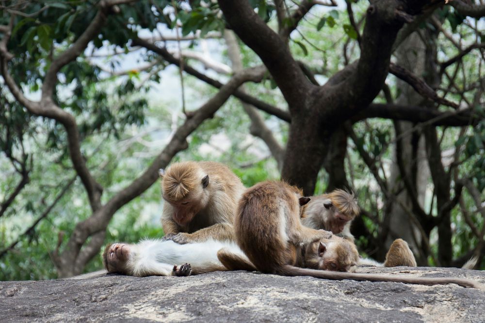 Wildlife and Adventure taprobaneleisure - 5