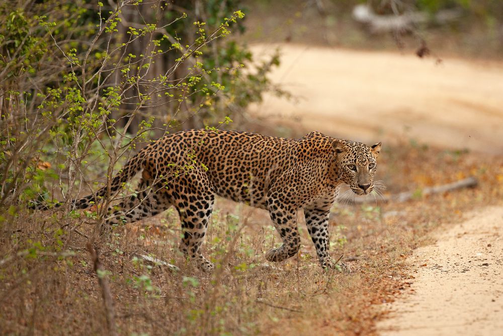 Wildlife and Adventure taprobaneleisure - 1