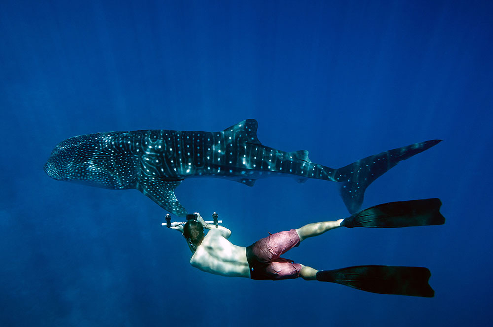 Taprobane Leisure Maldives Lux South Ari Whale Shark