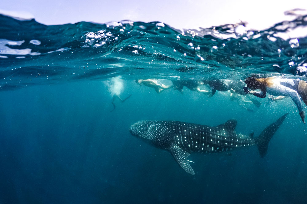 Taprobane Leisure Maldives Lux South Ari Whale Shark